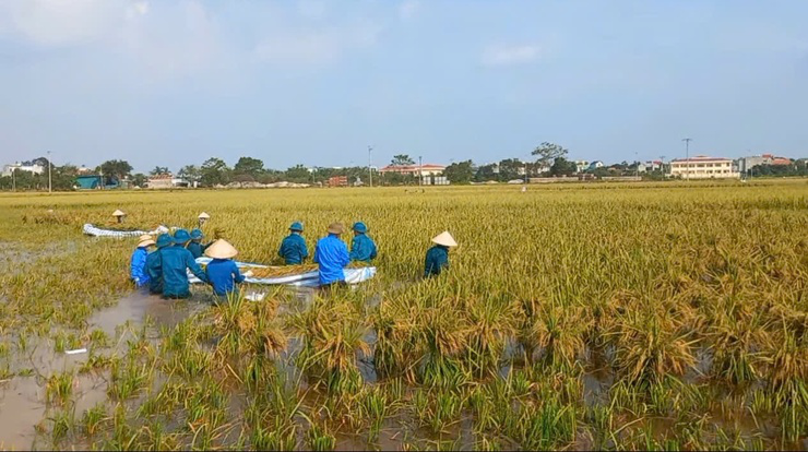 Huyện Phú Xuyên nỗ lực khắc phục thiệt hại sau bão số 3: Huy động lực lượng giúp dân thu hoạch lúa bị ngập úng