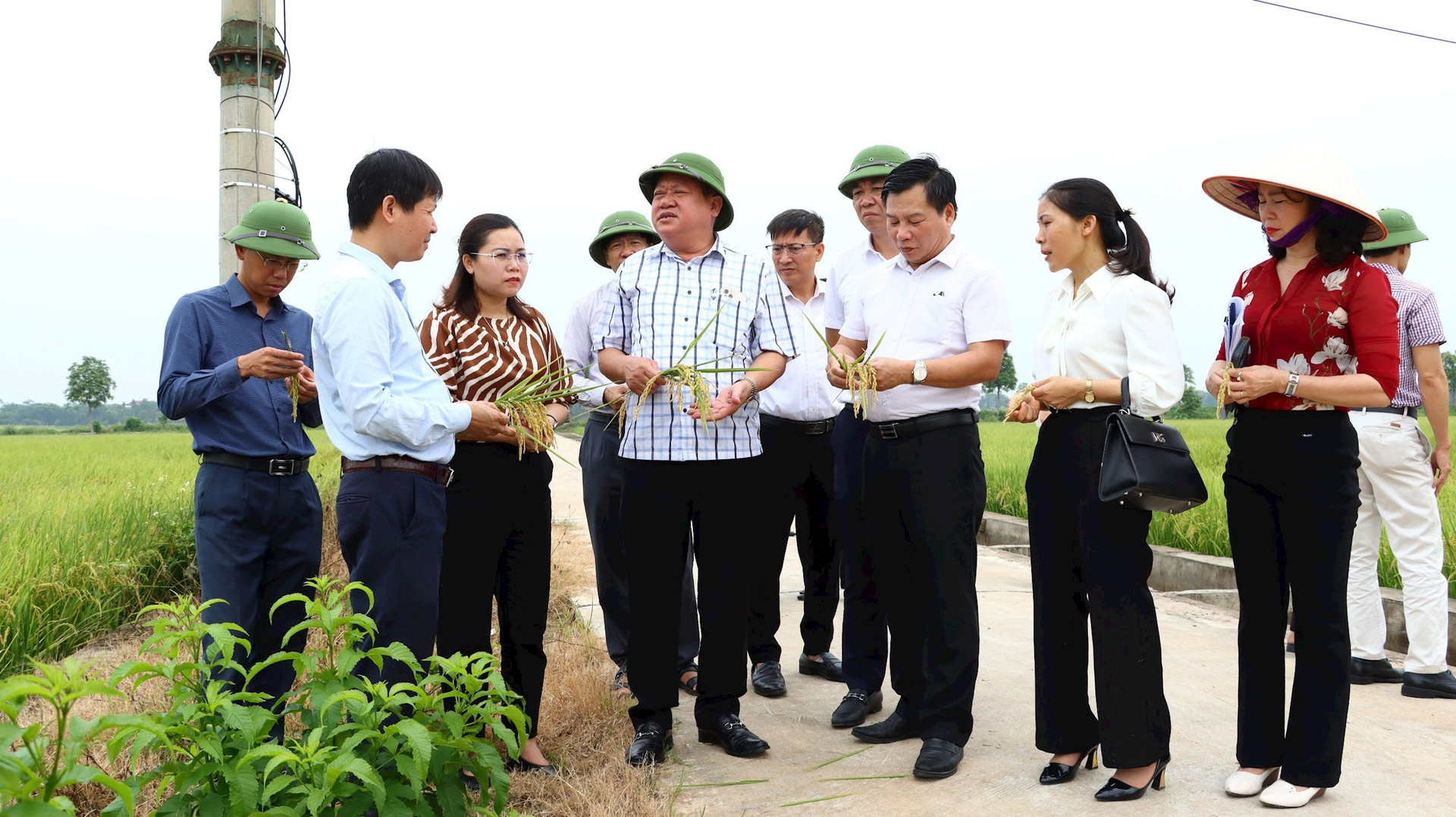 Năng suất lúa xuân cao: Huyện Thạch Thất khẳng định quyết tâm phát triển nông nghiệp bền vững