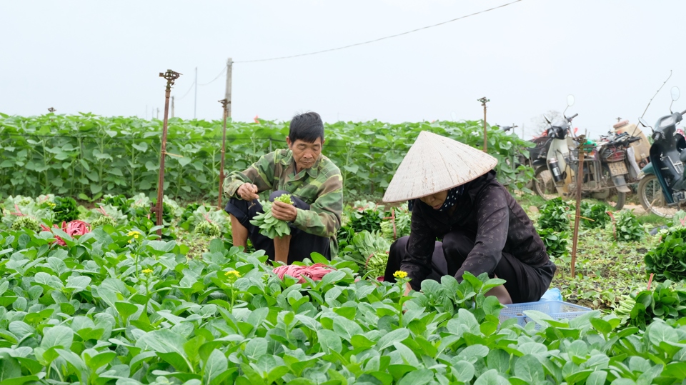 Thành phố Hà Nội: Đảm bảo an sinh xã hội, đời sống người dân không ngừng được nâng cao