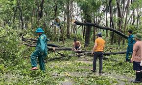 Thành phố Hà Nội triển khai gấp rút công tác khắc phục cây xanh gãy đổ sau bão số 3