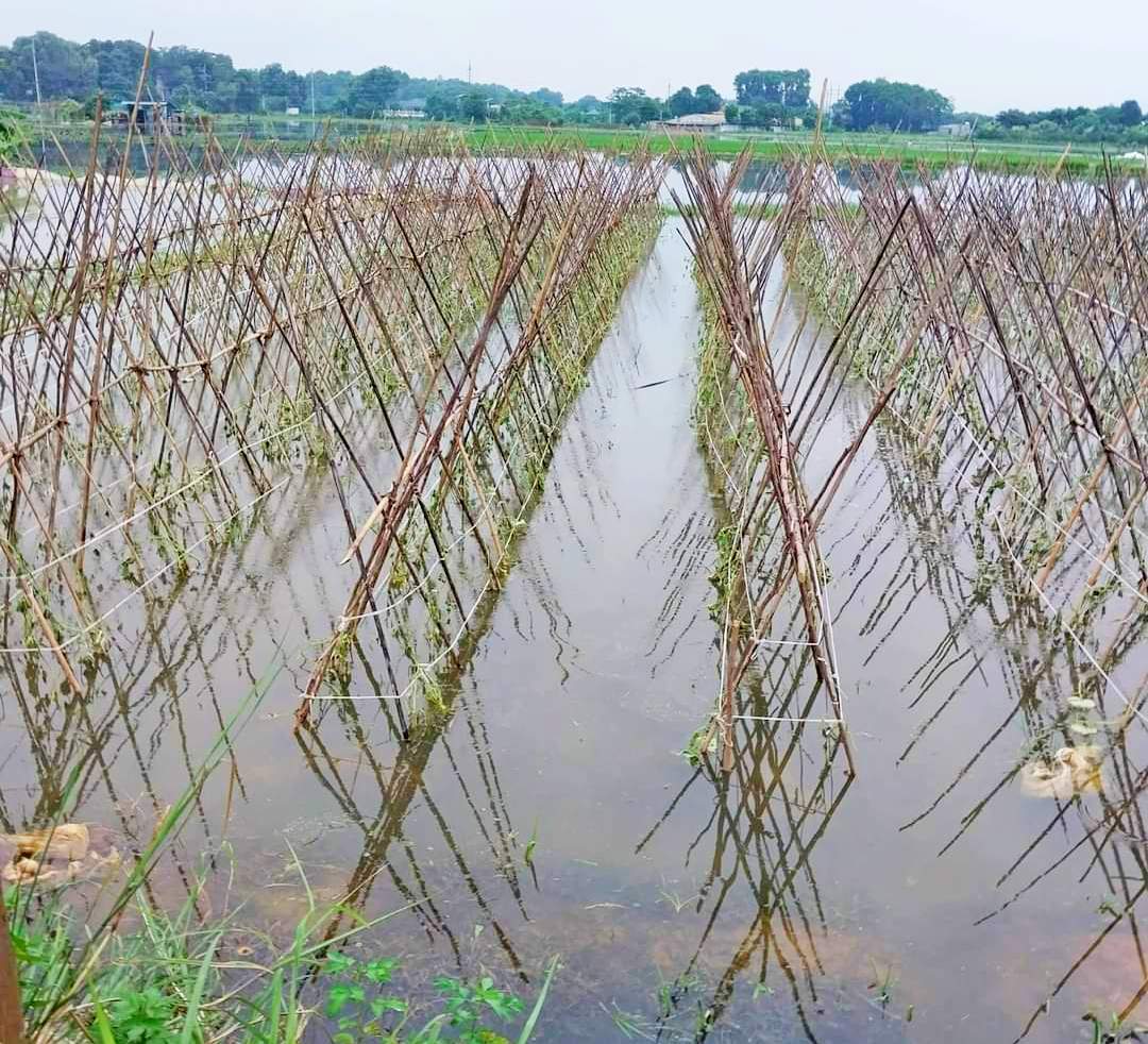 Thị xã Sơn Tây: Nỗ lực phục hồi sản xuất nông nghiệp sau ảnh hưởng của bão số 2