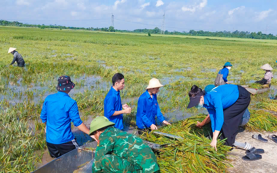 Tuổi trẻ xã Thượng Phúc chung sức giúp dân gặt lúa sau hoàn lưu bão số 10