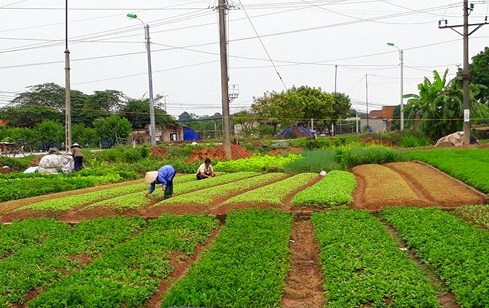 Thị xã Sơn Tây đẩy mạnh sản xuất vụ xuân 2025, hướng tới nền nông nghiệp bền vững