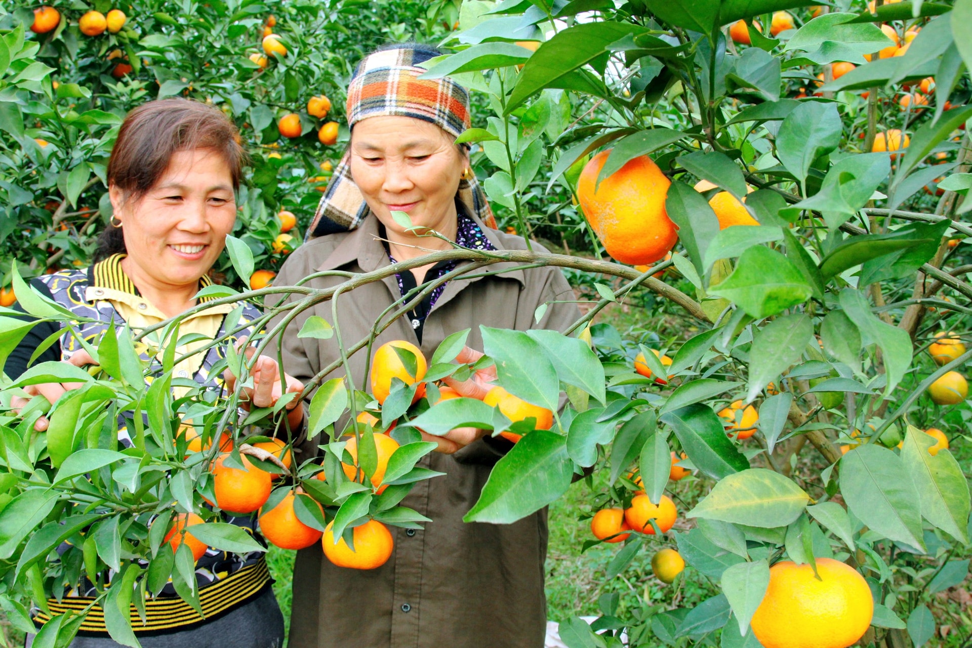 Hà Nội cho phép chuyển đổi trồng 36 loại cây lâu năm trên đất lúa còn lại