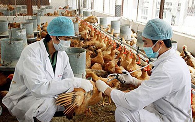 Thành phố Hà Nội triển khai quyết liệt các giải pháp phòng, chống dịch Cúm gia cầm năm 2025
