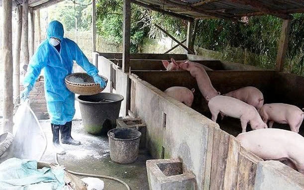Hà Nội siết chặt phòng, chống Dịch tả lợn châu Phi: Chủ động kiểm soát, quyết liệt xử lý, không để dịch lan rộng