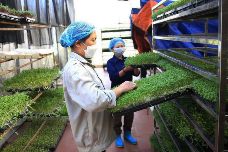 Hà Nội tăng cường chỉ đạo sản xuất, tiêu thụ và xuất khẩu nông sản thích ứng với biến động thương mại toàn cầu