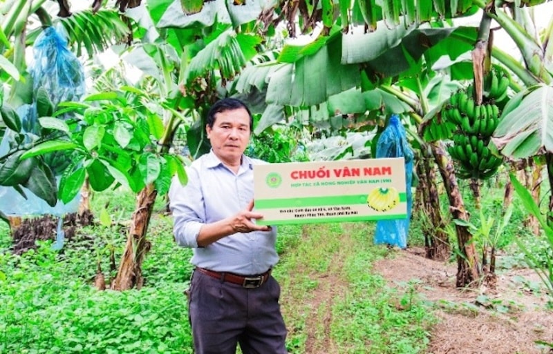 Đẩy mạnh cấp mã số vùng trồng: Nền tảng cho nông nghiệp bền vững và xuất khẩu