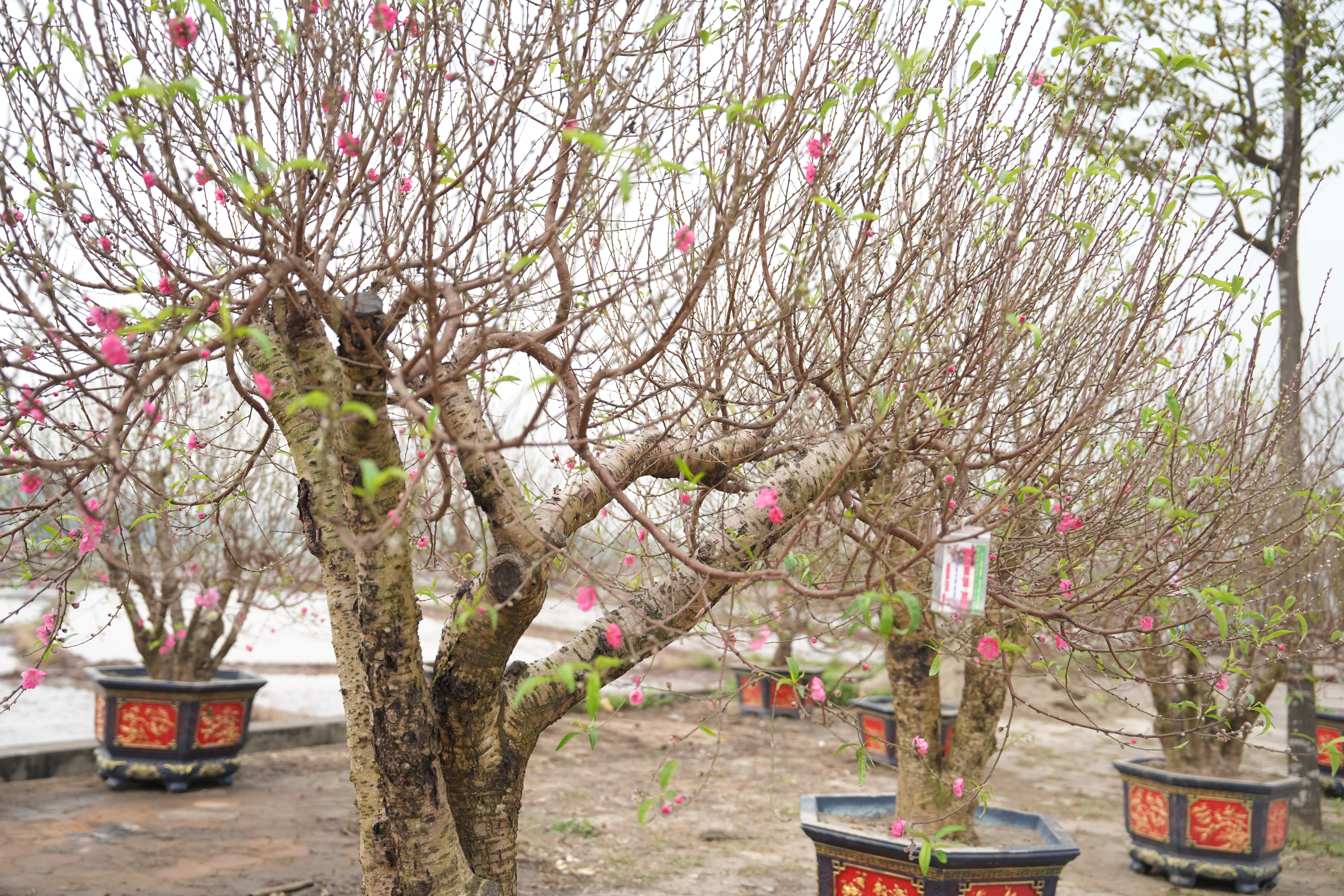 Chợ hoa Tết Quảng Oai rực rỡ sắc xuân, nhộn nhịp từ những ngày cuối tháng Chạp