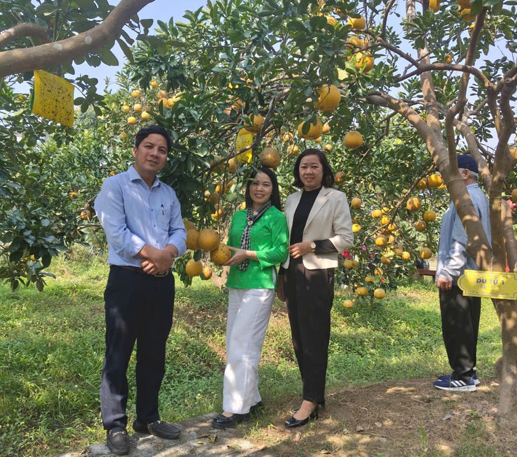 Quảng Bị - Trần Phú kết nối tiêu thụ bưởi đặc sản Hà Nội, mở rộng thị trường và nâng cao giá trị nông sản