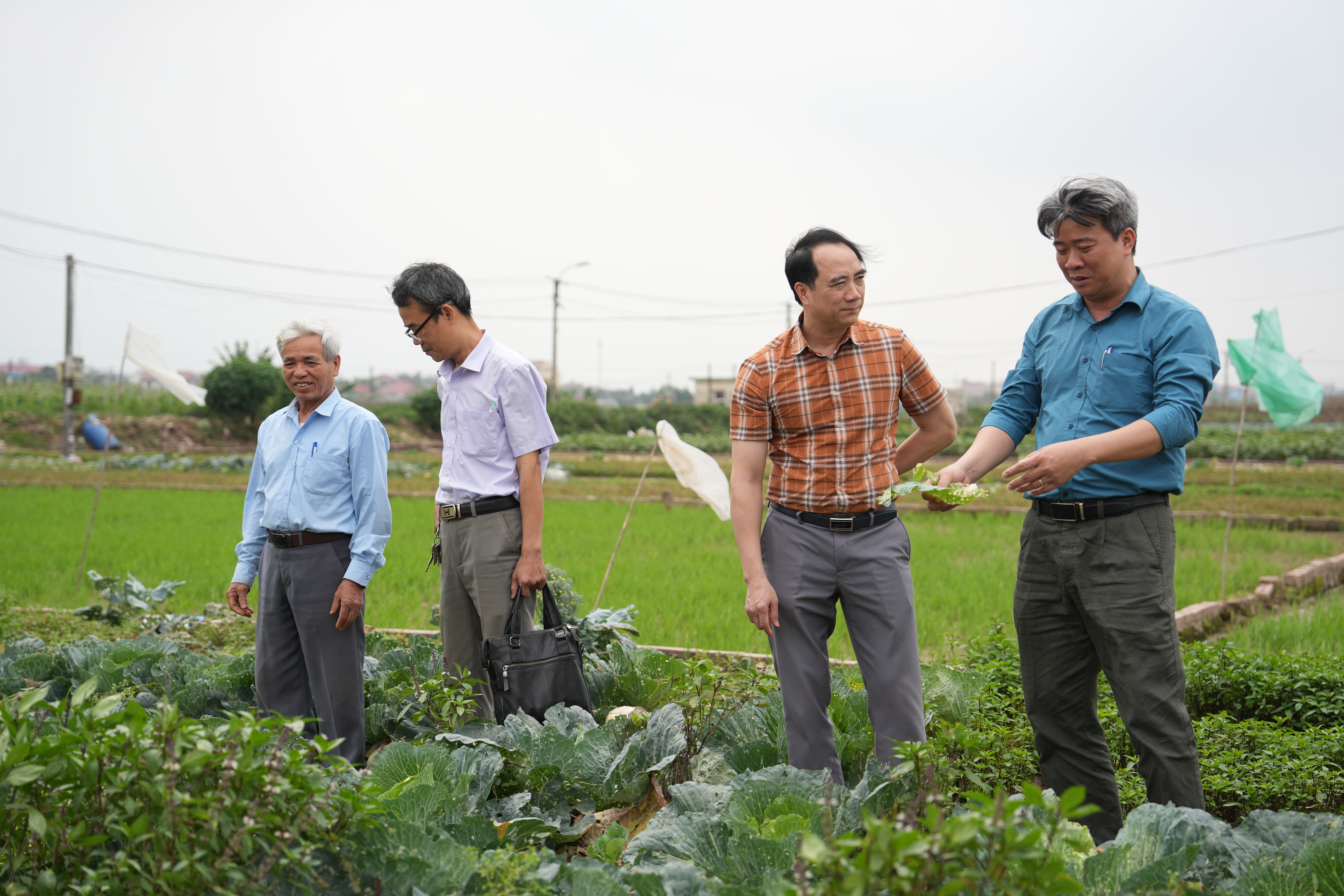 Xã Quảng Oai đẩy mạnh phát triển vùng rau tập trung, nâng cao hiệu quả sản xuất nông nghiệp 