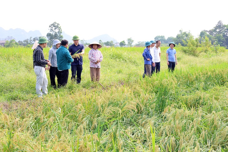 Xã Xuân Mai khẩn trương kiểm tra thiệt hại sau mưa dông, tập trung hỗ trợ nông dân khắc phục sản xuất vụ Xuân