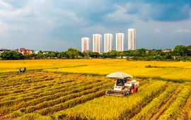 Hà Nội thành lập Ban Chỉ đạo các Chương trình mục tiêu quốc gia giai đoạn 2026-2030