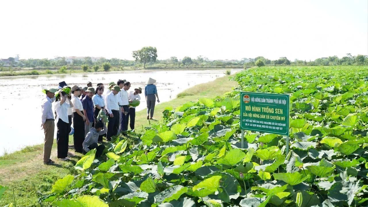 Xã Chuyên Mỹ: Phong trào nông dân sản xuất, kinh doanh giỏi tạo động lực phát triển kinh tế nông nghiệp và làng nghề