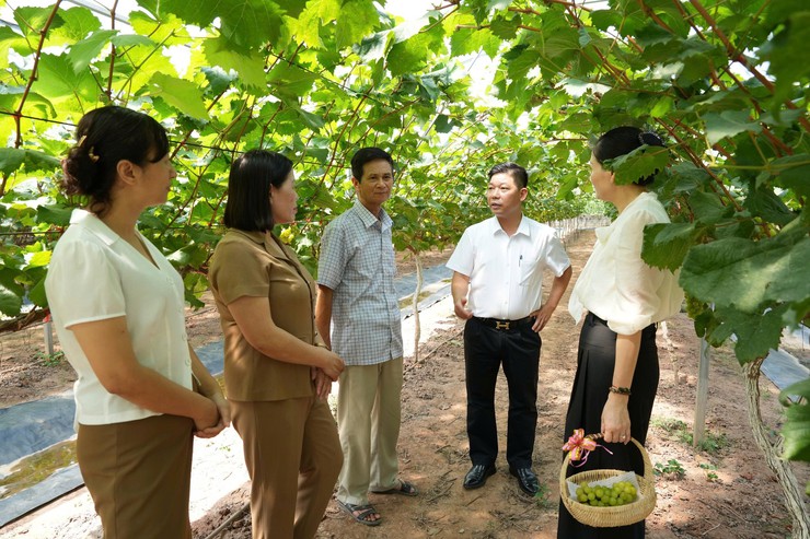 Lãnh đạo xã Thanh Oai động viên mô hình trồng nho sữa ứng dụng công nghệ cao, hướng tới xây dựng sản phẩm OCOP