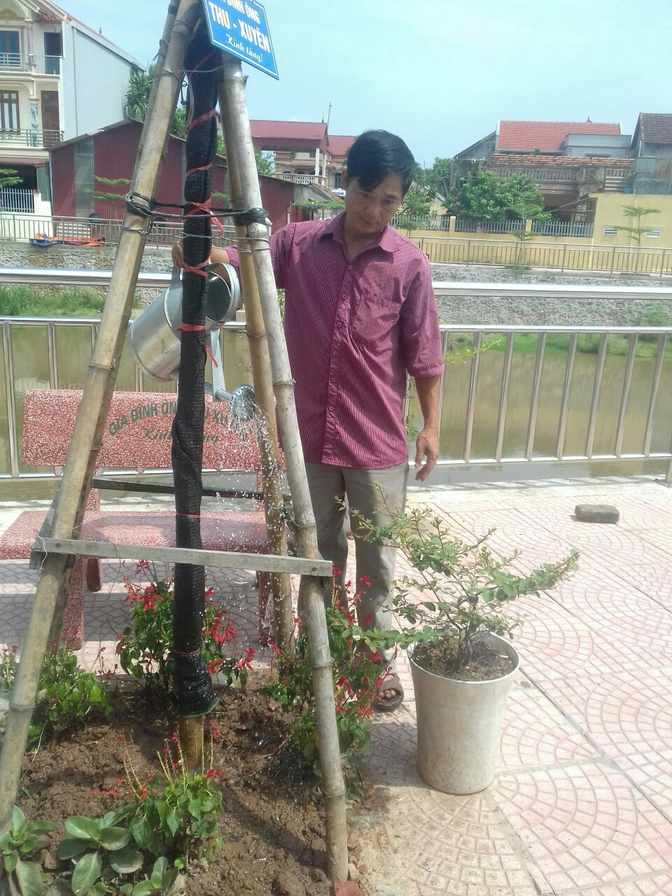 Ông Lê Văn Thăng - Tổ trưởng Tổ Dân vận thôn La Thạch  chăm sóc cây xanh