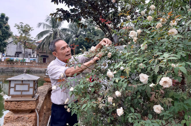 ông Bùi Văn Trường chăm sóc hoa cạnh ao môi trường