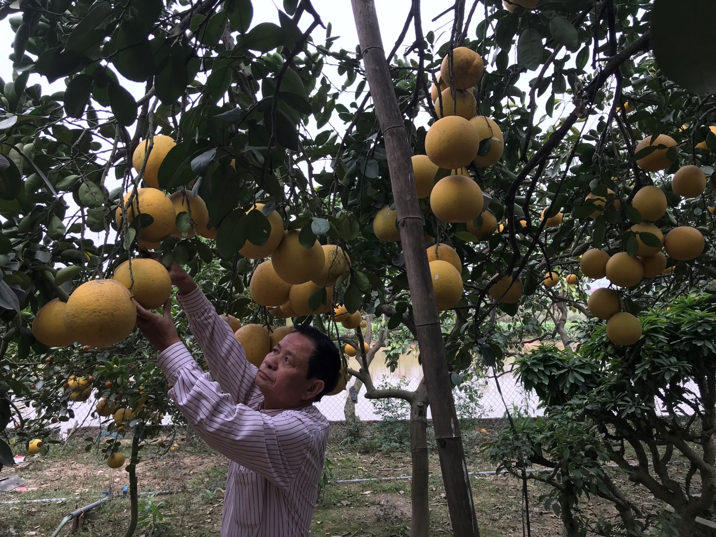 Ông Tạ Như Đinh bên vườn bưởi đang vào mùa thu hoạch