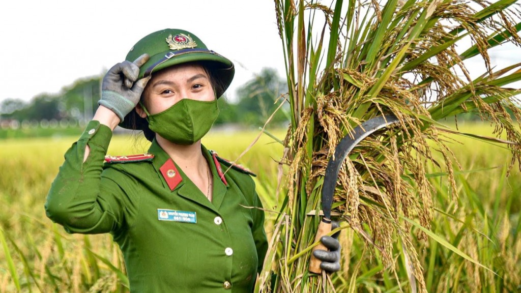Thượng úy Nguyễn Phương Thảo thu hoạch lúa giúp bà con nông dân thôn Phù Yên (xã Viên An)