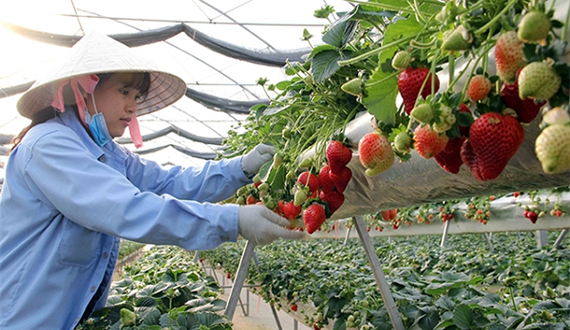 Nâng cao hiệu quả sử dụng đất nông nghiệp: Bài 1: Khai thác nguồn lực đất đai, thúc đẩy nông nghiệp phát triển