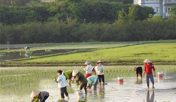 Huyện Sóc Sơn tập trung sản xuất vụ Xuân năm 2019