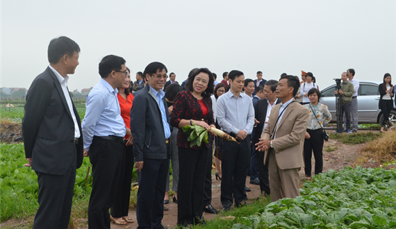 Huyện Mê Linh: Xây dựng nông thôn mới gắn với mô hình sản xuất rau an toàn