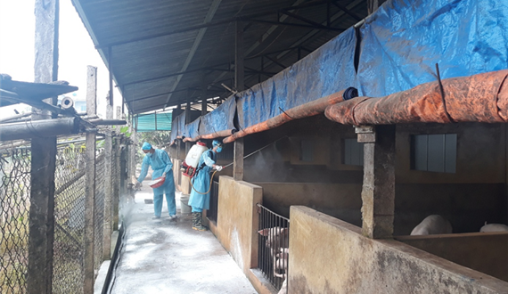 Tăng cường tuyên truyền phòng, chống dịch tả lợn châu Phi