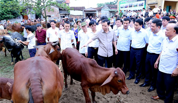 Chủ tịch UBND thành phố Hà Nội: Đưa Hà Nội thành trung tâm phát triển, sản xuất thịt bò chất lượng cao