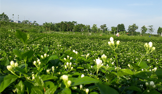 Phát huy vai trò người dân trong xây dựng nông thôn mới ở xã Kim Lũ