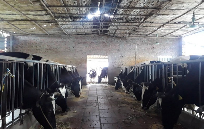 Phát triển 23 chuỗi liên kết sản xuất - tiêu thụ sản phẩm trong chăn nuôi