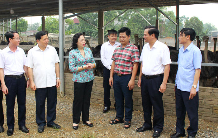 Huyện Ba Vì cần tập trung phát triển các vùng chăn nuôi tập trung, quy mô lớn