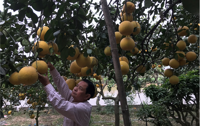 Tự tin làm giàu trên mảnh đất quê hương