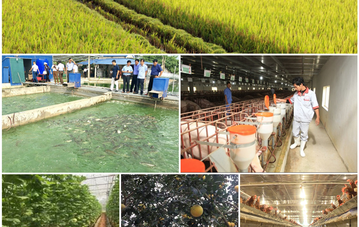 Huyện Ứng Hòa tập trung phát triển sản xuất nông nghiệp theo hướng hiệu quả, bền vững  giai đoạn 2020-2025