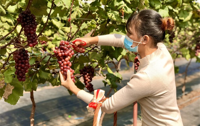 Quyết tâm cải tạo thửa đất trồng đào, trồng rau thành vườn nho hạ đen "siêu quả" ở huyện Đan Phượng