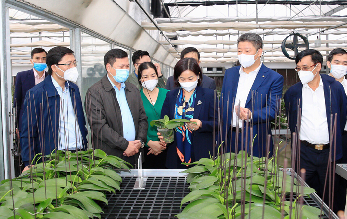 Mê Linh tập trung phát triển các vùng sản xuất nông nghiệp công nghệ cao, quy mô lớn