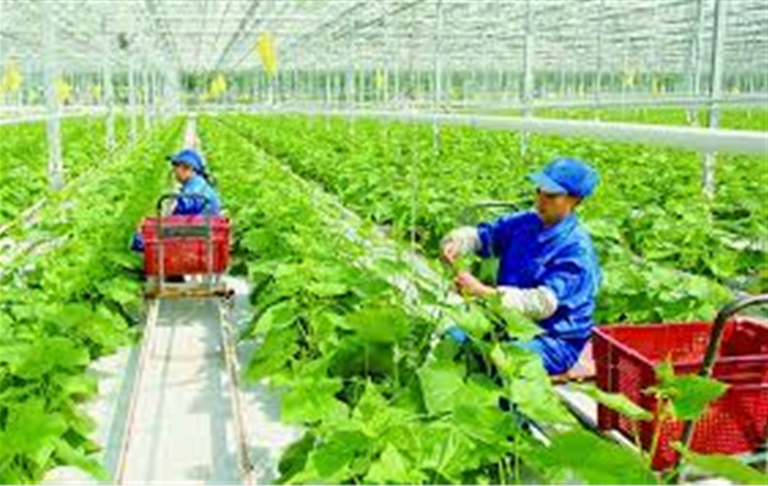 Hà Nội bổ sung kinh phí hỗ trợ cho 7 huyện sản xuất nông nghiệp công nghệ cao
