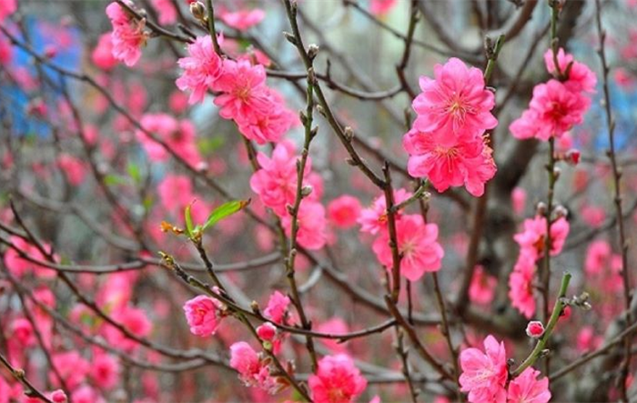 Chỉ thị của Chủ tịch UBND Thành phố về việc tổ chức phục vụ Tết Nguyên đán Nhâm Dần năm 2022