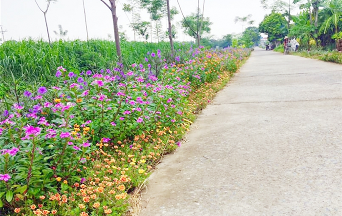 Phát động Cuộc thi “Đoạn đường - Tuyến phố nở hoa”