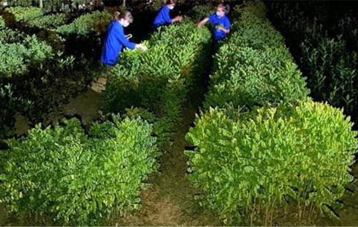 Các tổ chức đoàn thể huyện Phúc Thọ nỗ lực giúp bà con nông dân tiêu thụ nông sản trong mùa dịch 