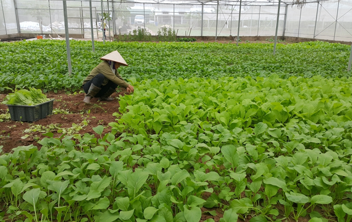 Hà Nội cho phép sử dụng địa danh địa phương để đăng ký bảo hộ nhãn hiệu tập thể