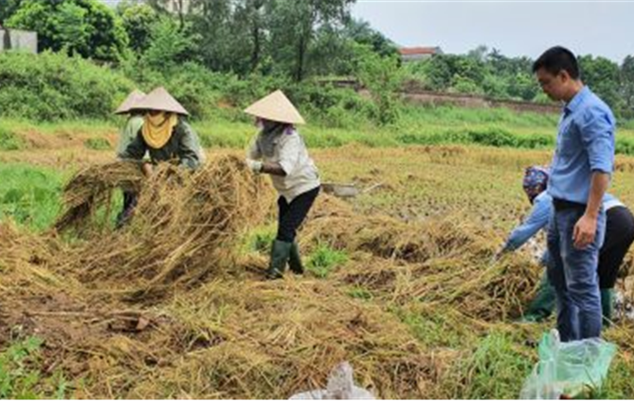 Phụ nữ Thủ đô tham gia xử lý rơm, rạ sau thu hoạch