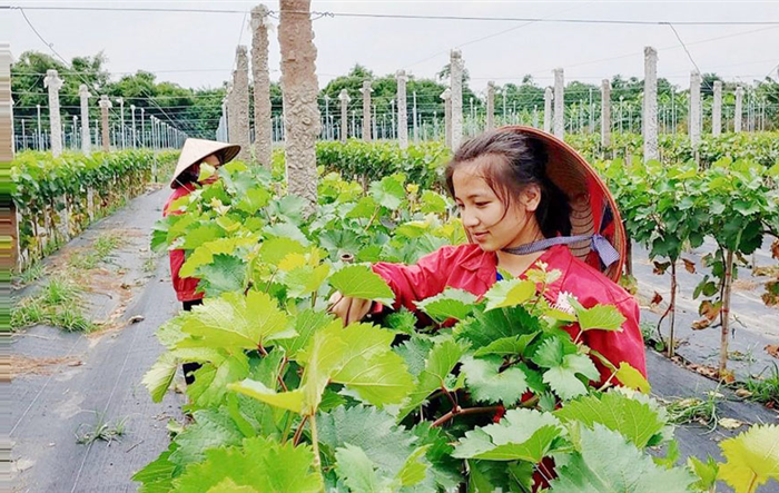 Tập trung phát triển nền nông nghiệp theo hướng hiện đại, bền vững gắn với xây dựng nông thôn mới
