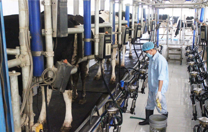 Thành phố Hà Nội: Đẩy mạnh việc xây dựng các vùng chăn nuôi tập trung đáp ứng các tiêu chí chăn nuôi công nghiệp hiện đại