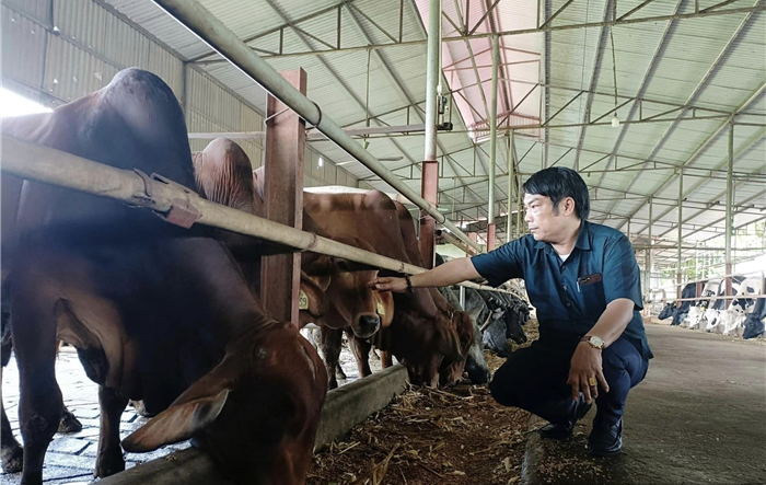 Tỷ phú nuôi 1.000 con bò, thu lãi 65 tỷ ở huyện Đan Phượng