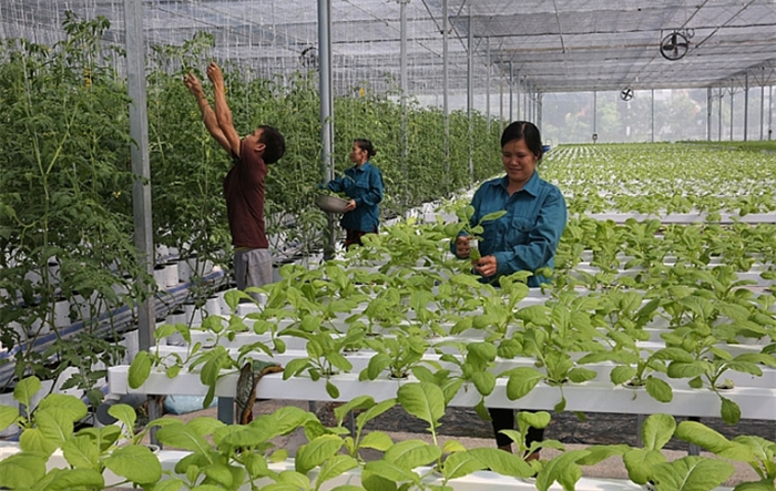 Thành phố phấn đấu có 250 mô hình hợp tác xã nông nghiệp ứng dụng công nghệ cao