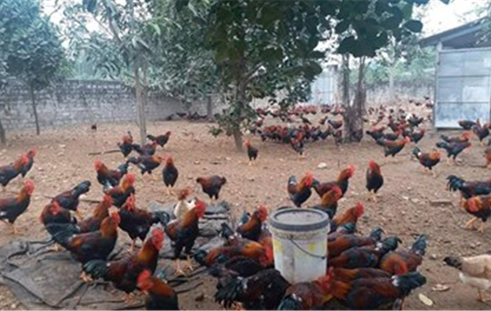 Ban hành Kế hoạch phòng, chống dịch bệnh gia súc, gia cầm trên địa bàn thành phố năm 2023