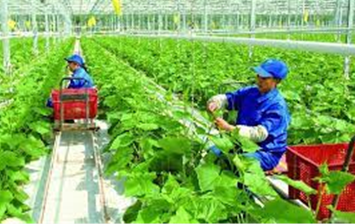 Thành phố Hà Nội triển khai thí điểm nhân rộng mô hình hợp tác xã kiểu mới hiệu quả giai đoạn 2021-2025