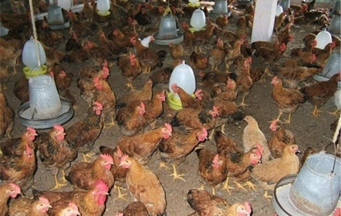 Tăng cường phòng, chống dịch cúm gia cầm trên địa bàn Thành phố
