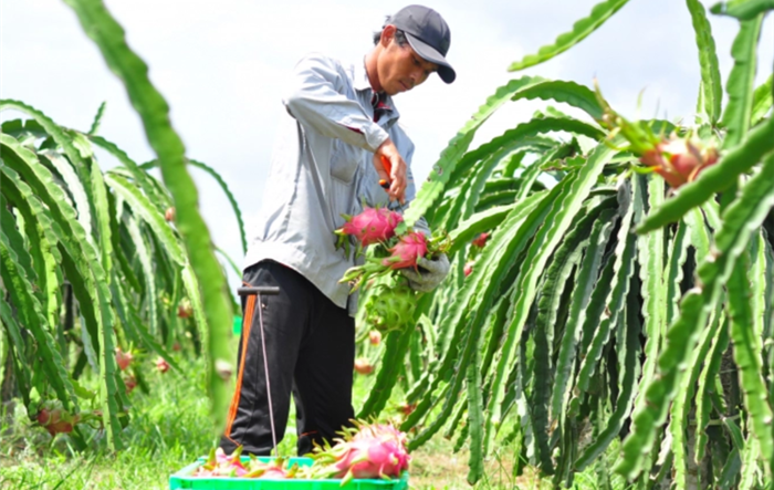  Tăng cường công tác quản lý mã số vùng trồng và cơ sở đóng gói nông sản phục vụ xuất khẩu