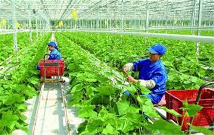 Phát triển sản xuất nông nghiệp hữu cơ của thành phố Hà Nội, giai đoạn 2022-2025, định hướng đến năm 2030
